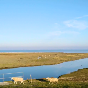 Visit Denmark Romo Rømø travel guide tips hiking sheep